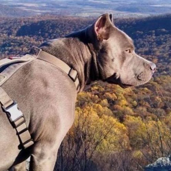 Meet your Posher, Mikki - Picture 1 of 1